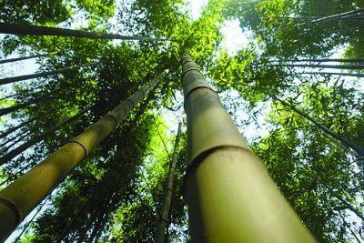 investire nel bambù gigante