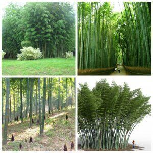 investire nel bambù gigante