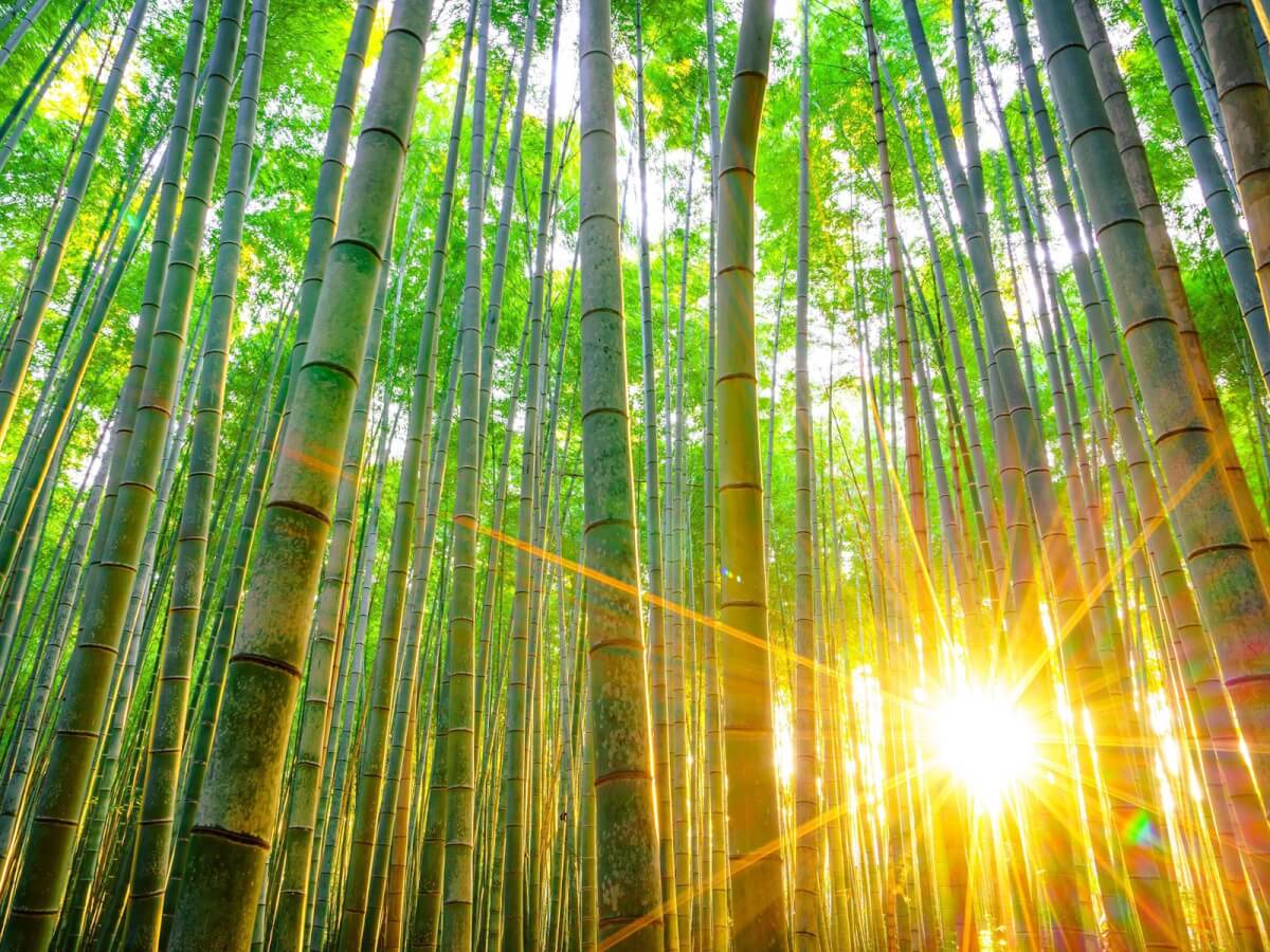 investire green economy e bambù gigante